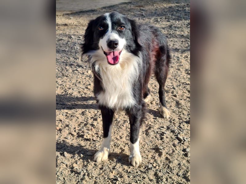 LOKI-begeistert alle mit ihrem tollen Wesen-jung,klug, fröhlich. Jetzt fehlt nur noch ein Zuhause