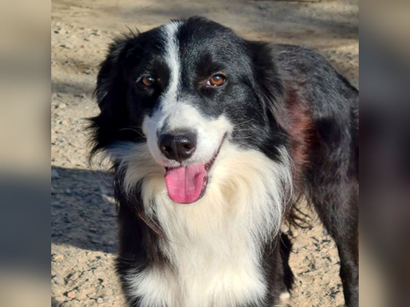 LOKI-begeistert alle mit ihrem tollen Wesen-jung,klug, fröhlich. Jetzt fehlt nur noch ein Zuhause