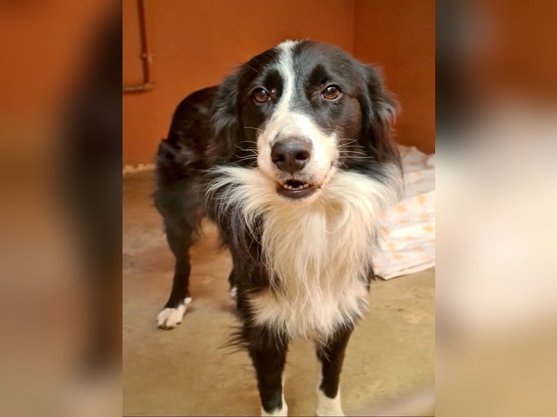 LOKI-begeistert alle mit ihrem tollen Wesen-jung,klug, fröhlich. Jetzt fehlt nur noch ein Zuhause