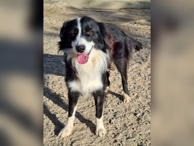 LOKI-begeistert alle mit ihrem tollen Wesen-jung,klug, fröhlich. Jetzt fehlt nur noch ein Zuhause