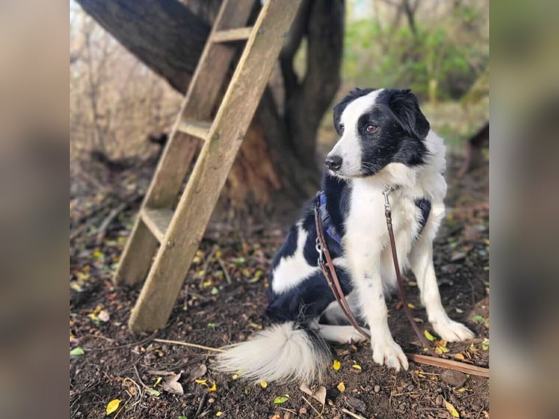Oreo - wartet auf ein richtiges Zuhause