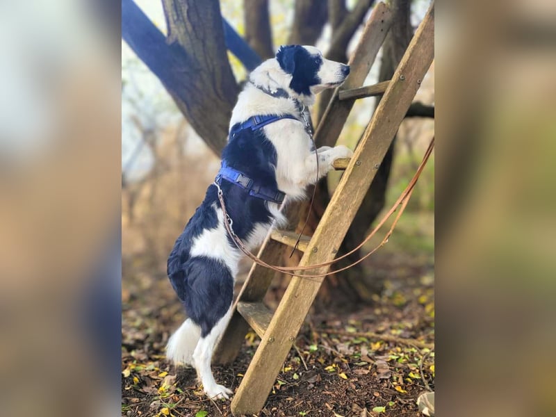 Oreo - wartet auf ein richtiges Zuhause