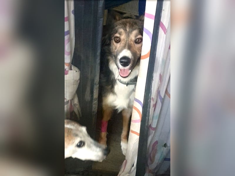 NALA – kleine verschmuste Lady