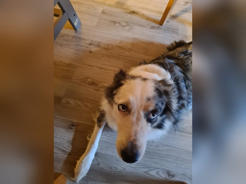 Border Collie Hündin