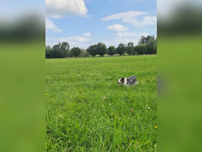 Border Collie Hündin