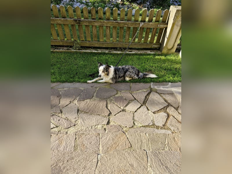 Border Collie Hündin
