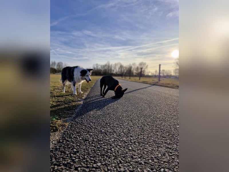 Border Collie Hündin
