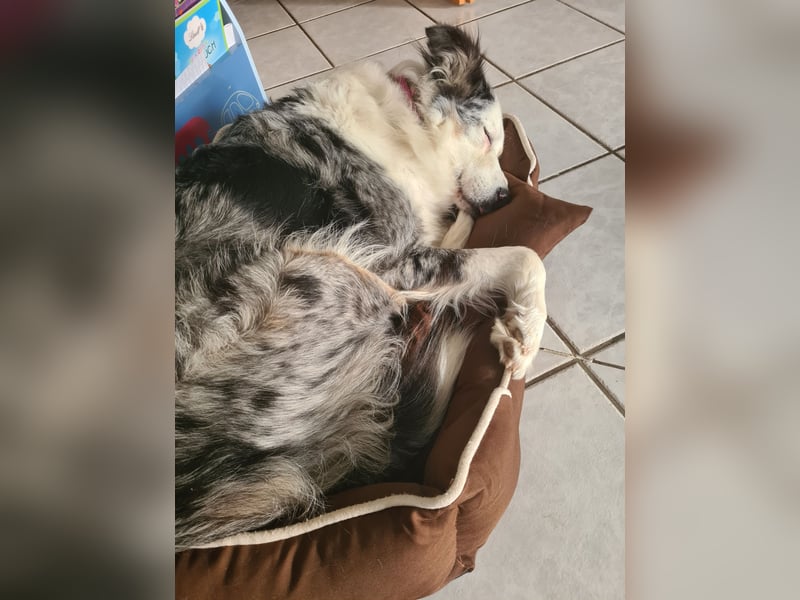 Border Collie Hündin