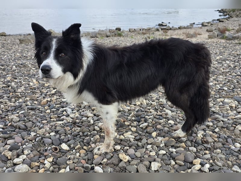 charmanter Senior Lucky sucht dringend seine Herzensmenschen