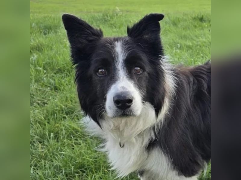 charmanter Senior Lucky sucht dringend seine Herzensmenschen