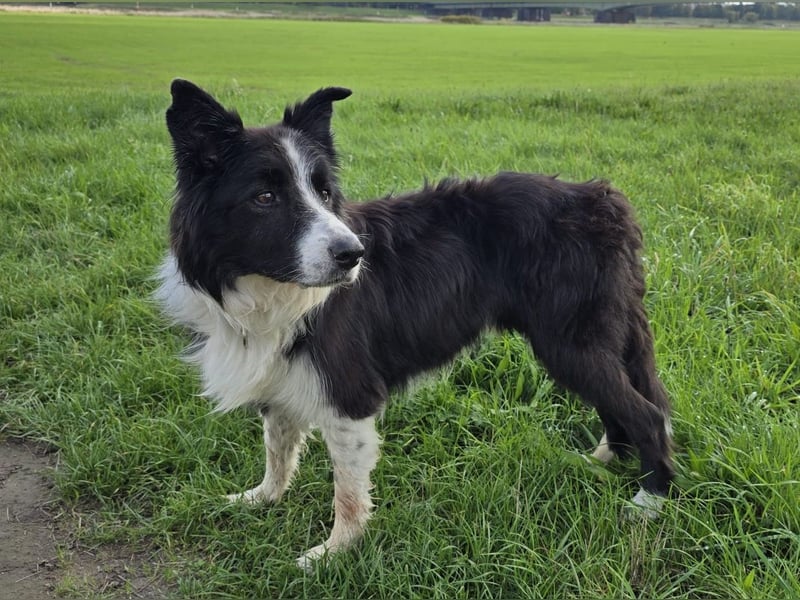 charmanter Senior Lucky sucht dringend seine Herzensmenschen