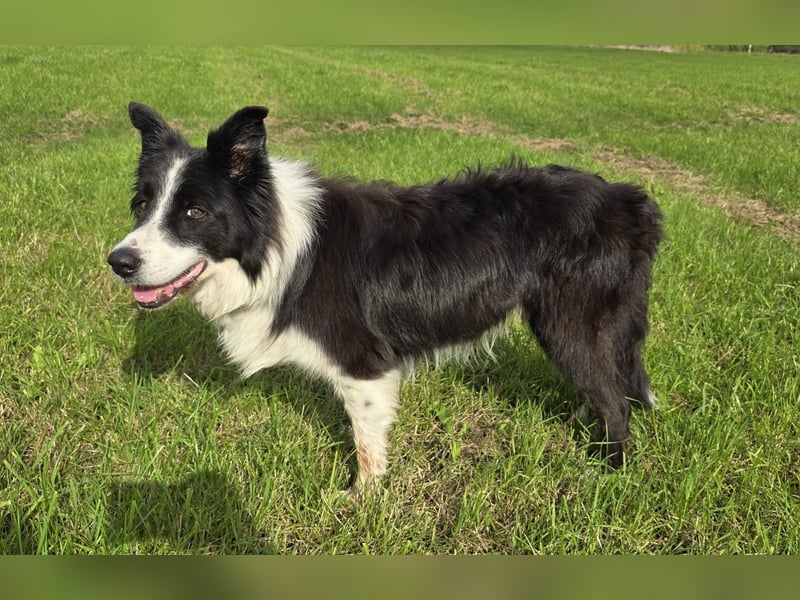 charmanter Senior Lucky sucht dringend seine Herzensmenschen
