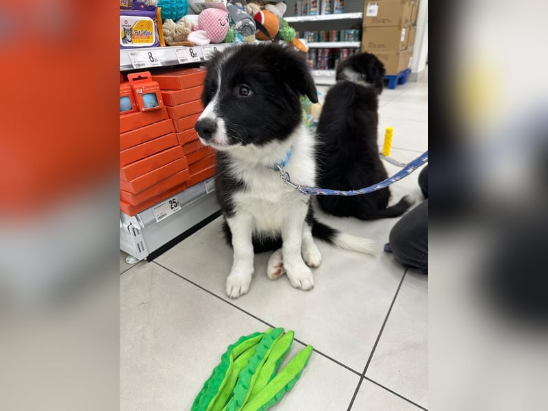 Bordercollie