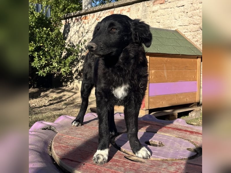 Charlie ein absoluter Schatz