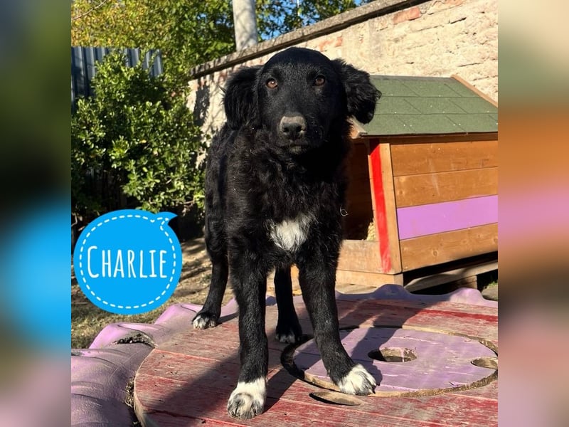 Charlie ein absoluter Schatz