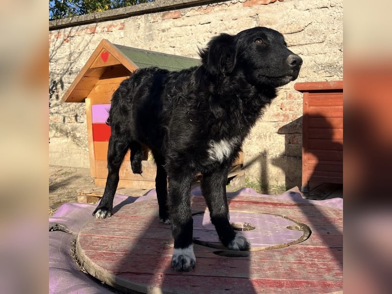 Charlie ein absoluter Schatz