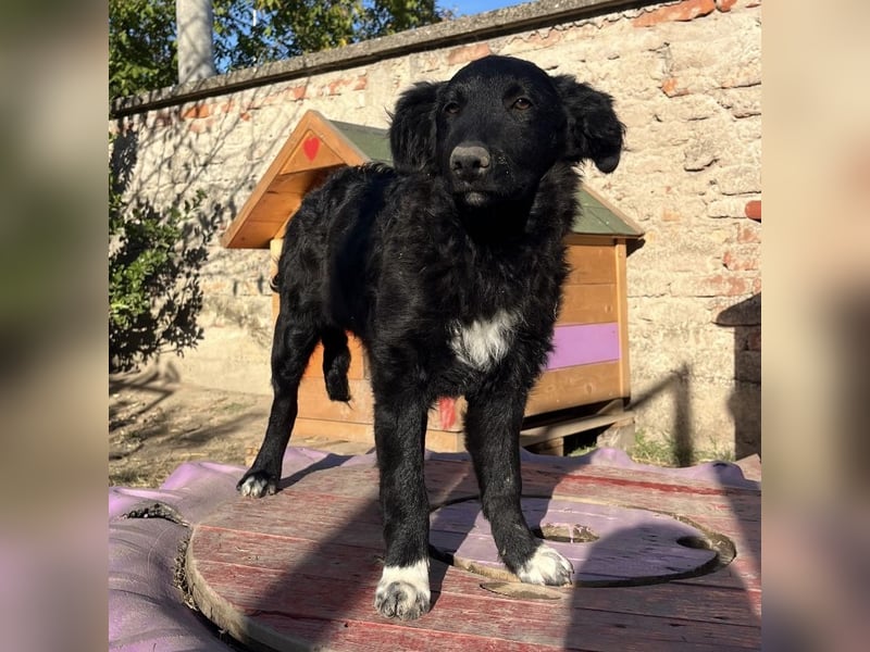 Charlie ein absoluter Schatz