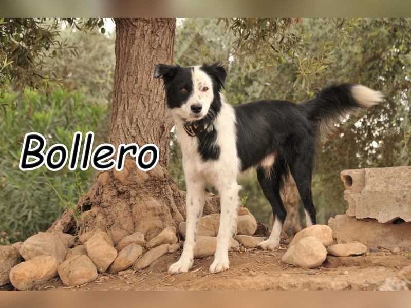 Zeigen Sie Bollero wie schön das Leben in einer Familie sein kann?