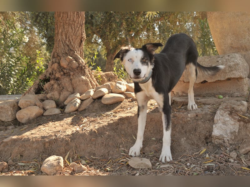 Möchtest du Belly zeigen, wie schön das Leben an der Seite eines Menschen sein kann?