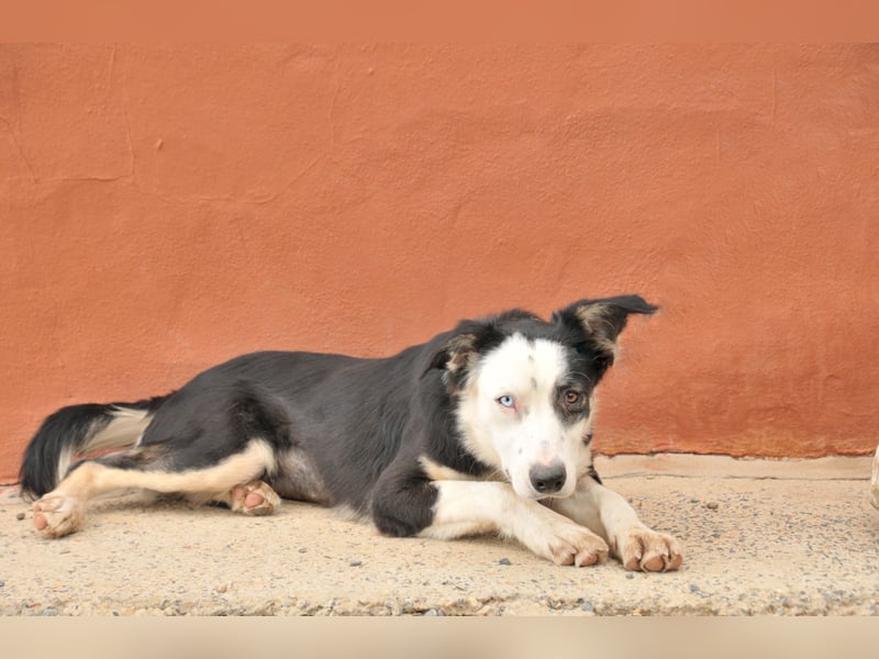 Möchtest du Belly zeigen, wie schön das Leben an der Seite eines Menschen sein kann?