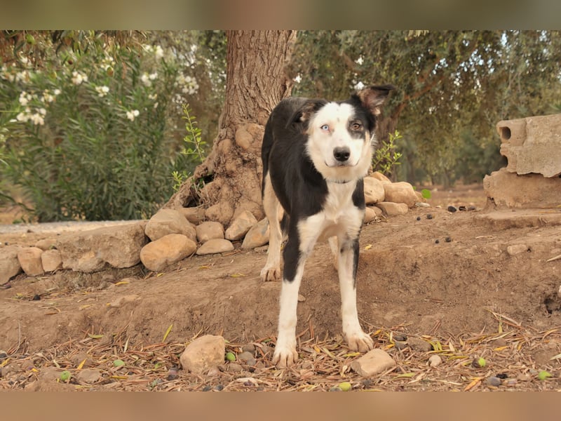 Möchtest du Belly zeigen, wie schön das Leben an der Seite eines Menschen sein kann?