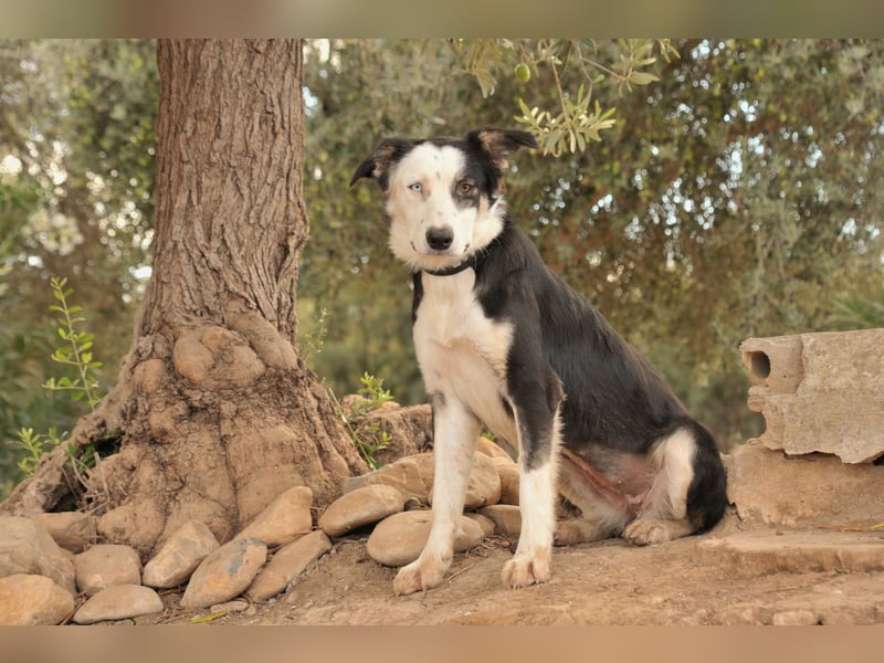 Möchtest du Belly zeigen, wie schön das Leben an der Seite eines Menschen sein kann?