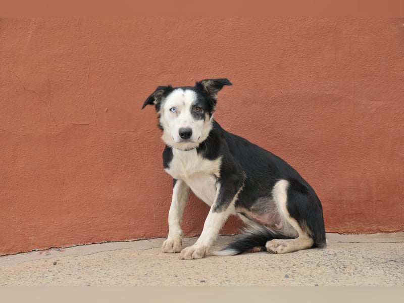 Möchtest du Belly zeigen, wie schön das Leben an der Seite eines Menschen sein kann?