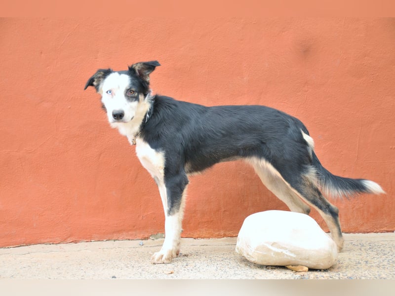 Möchtest du Belly zeigen, wie schön das Leben an der Seite eines Menschen sein kann?