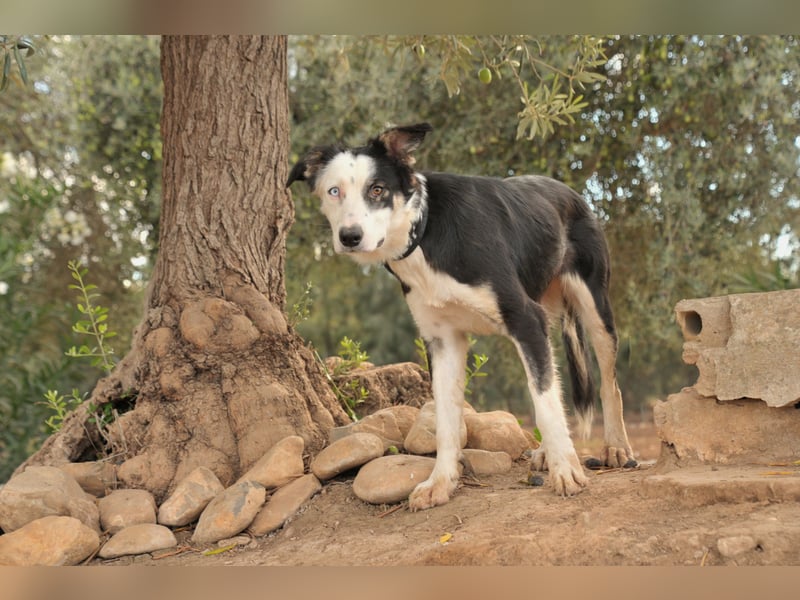 Möchtest du Belly zeigen, wie schön das Leben an der Seite eines Menschen sein kann?