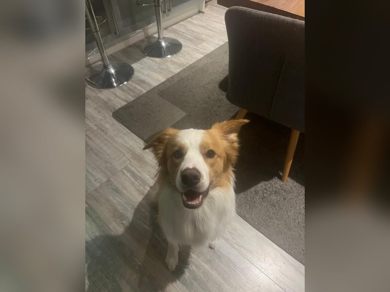 Border Collie (17 Monate) reinrassig
