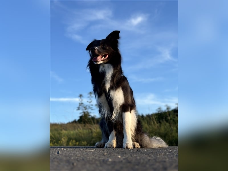 Deckrüde Border Collie