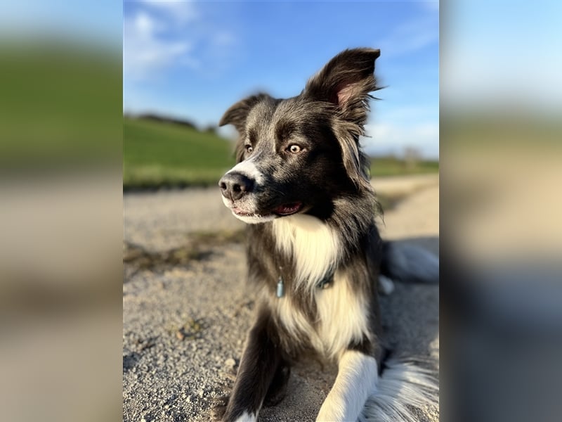 Deckrüde Border Collie