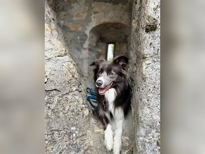 Deckrüde Border Collie
