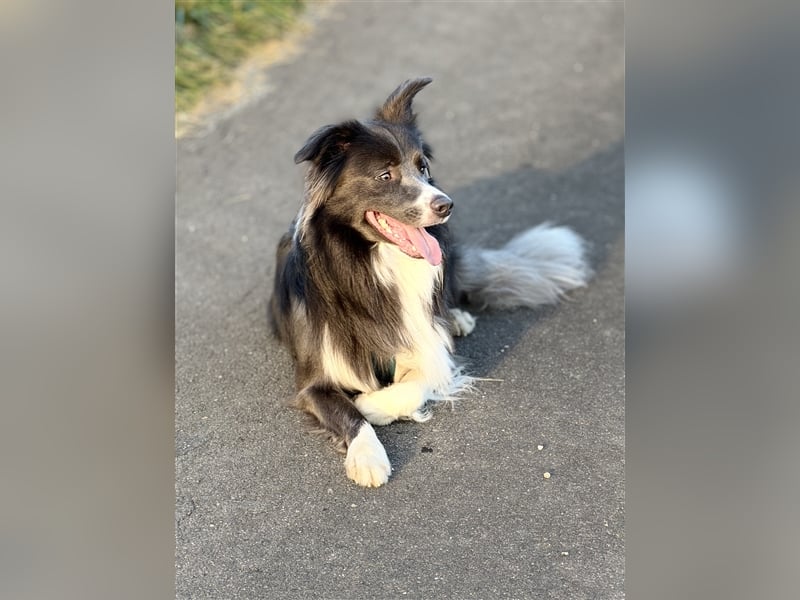 Deckrüde Border Collie
