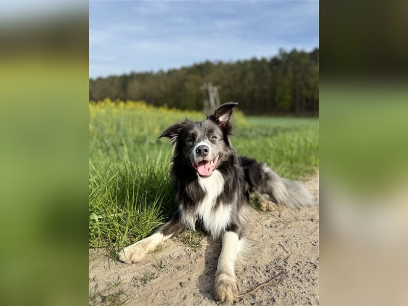 Deckrüde Border Collie