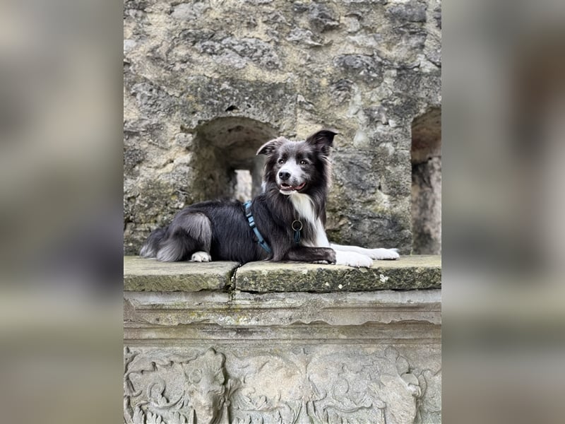 Deckrüde Border Collie