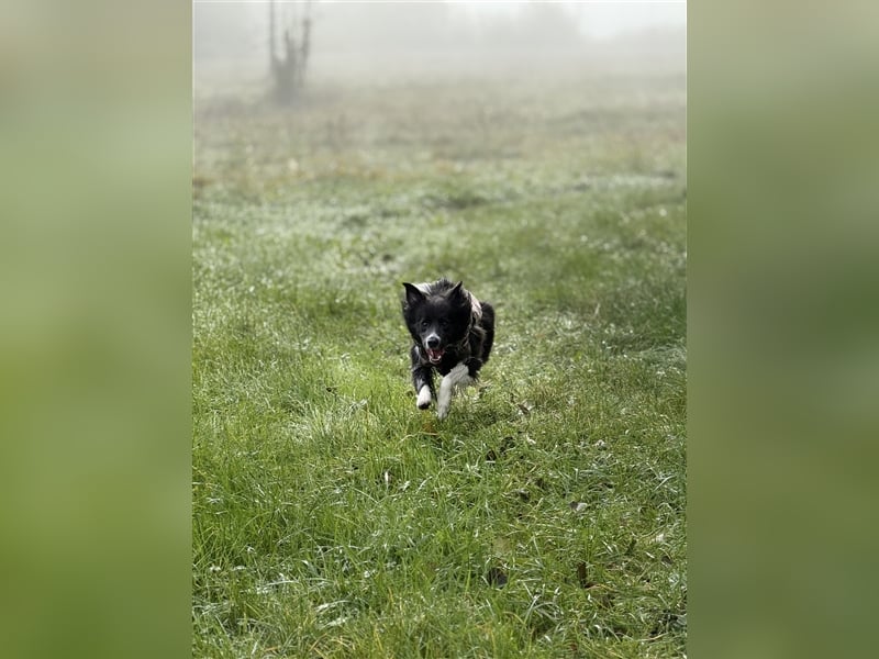 Deckrüde Border Collie