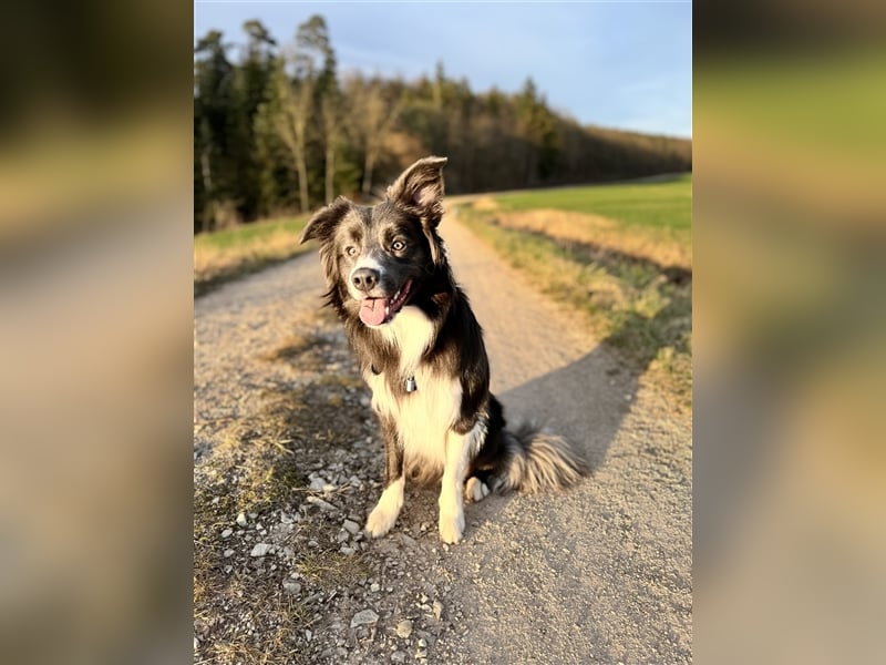 Deckrüde Border Collie