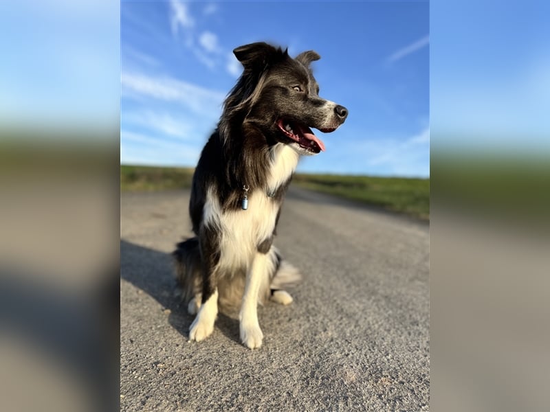 Deckrüde Border Collie
