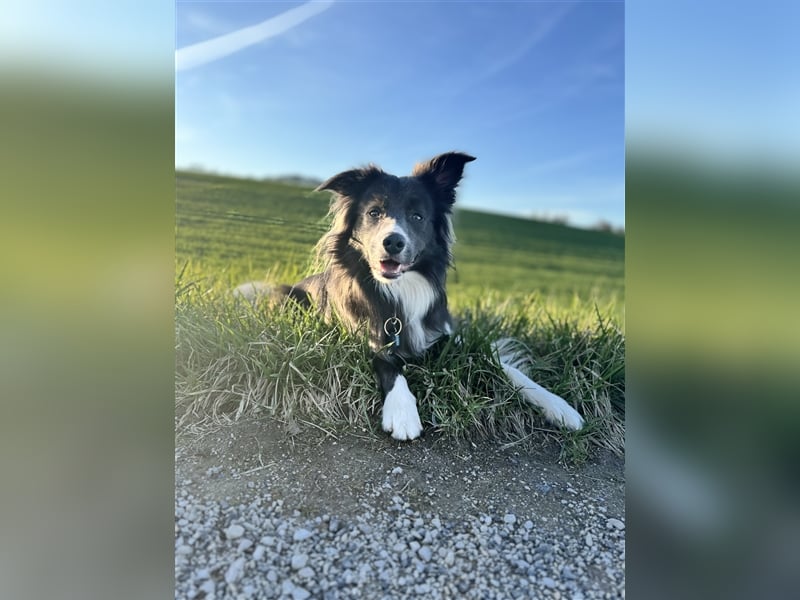 Deckrüde Border Collie