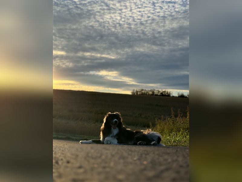 Deckrüde Border Collie