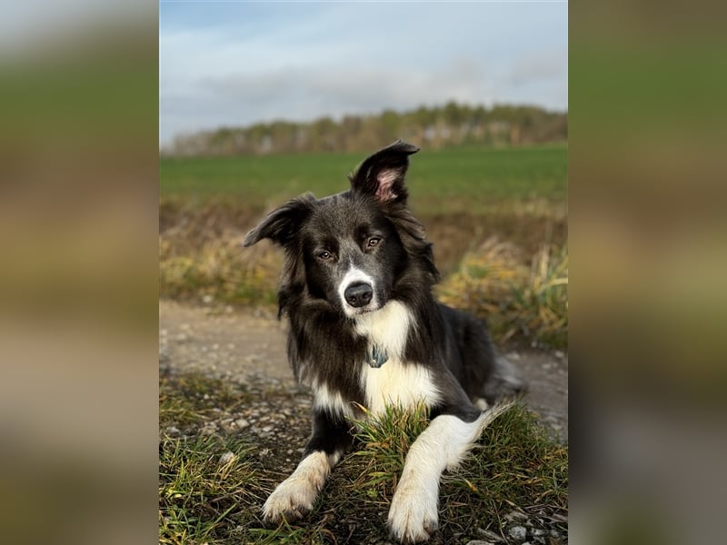 Deckrüde Border Collie