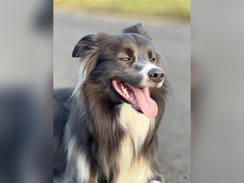 Deckrüde Border Collie