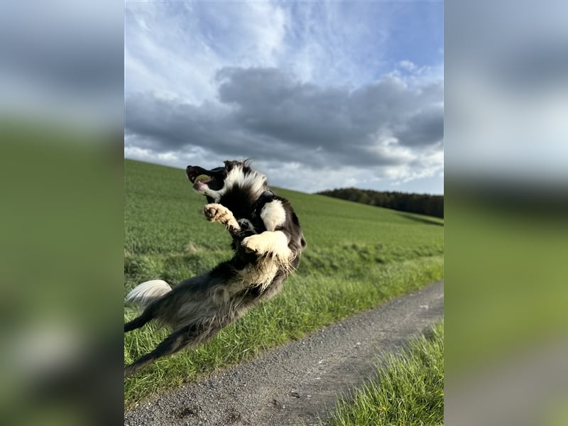 Deckrüde Border Collie
