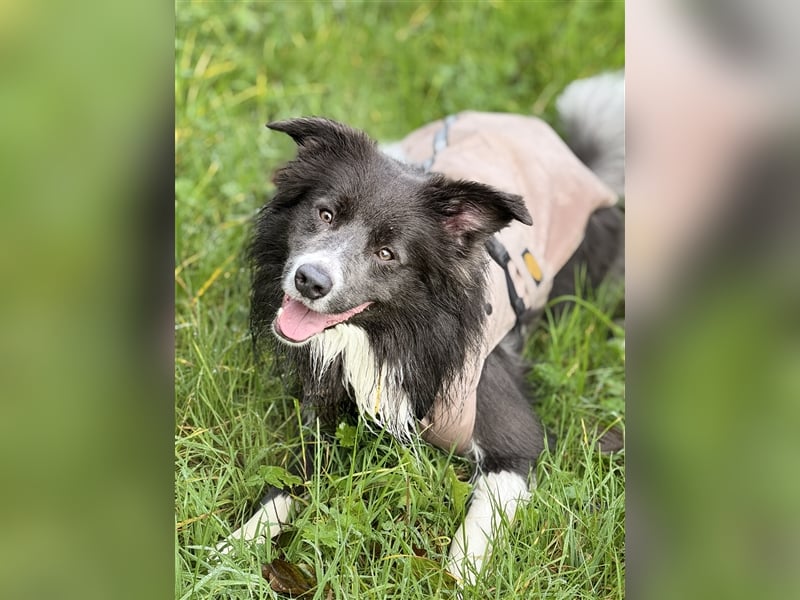 Deckrüde Border Collie