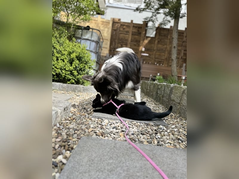 Deckrüde Border Collie