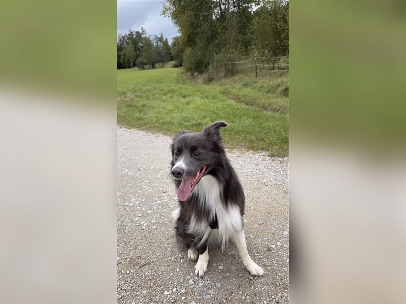 Deckrüde Border Collie
