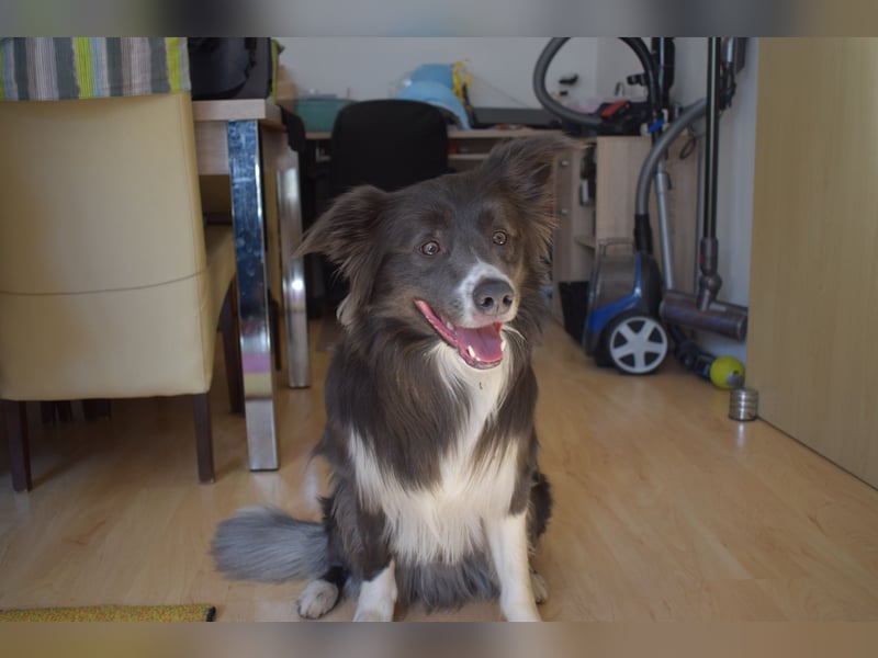 Deckrüde Border Collie