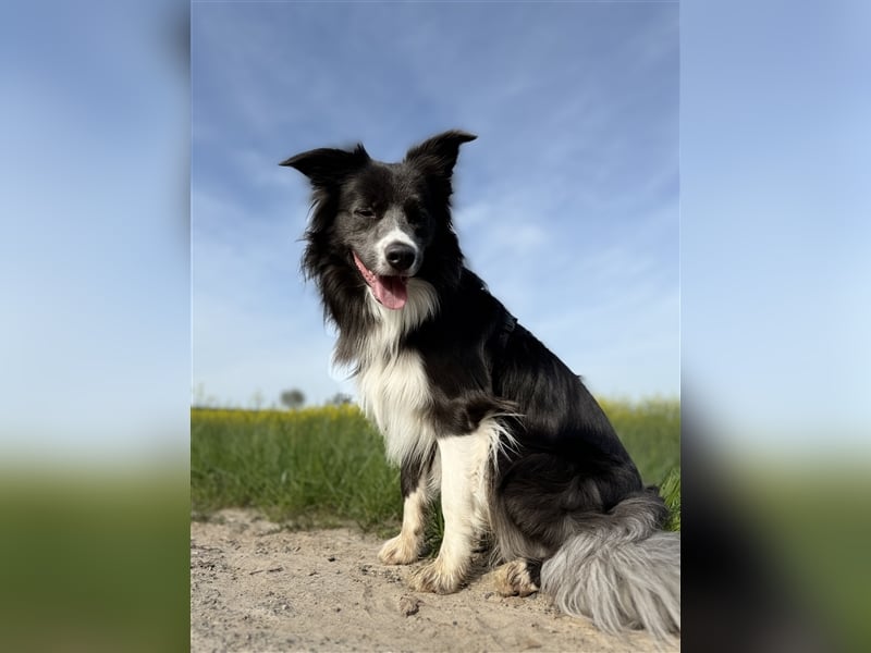 Deckrüde Border Collie