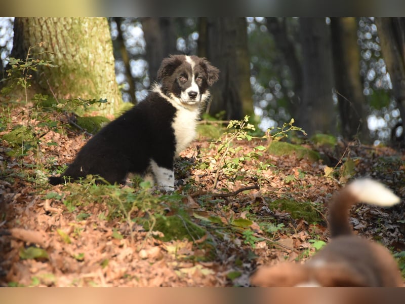 Border collies FCI